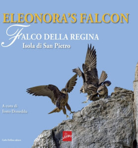 Eleonora's falcon. Falco della regina. Iso...